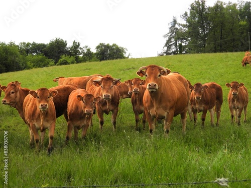 Vaches limousines.