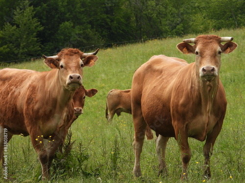 Vaches limousines. photo