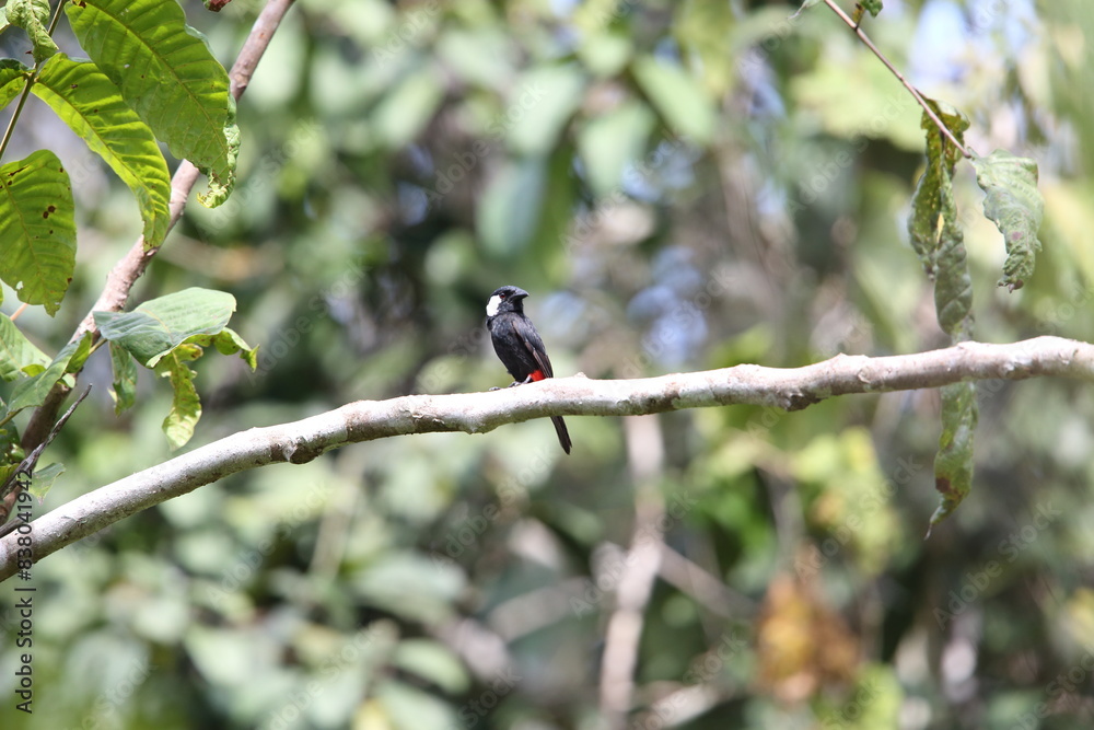 The lowland peltops or clicking shieldbill (Peltops blainvillii) is a species of bird in the family Artamidae. It is found in Indonesia and Papua New Guinea. The lowland peltops or clicking shieldbill (Peltops blainvillii) is a species of bird in the family Artamidae. It is found in Indonesia and Papua New Guinea.