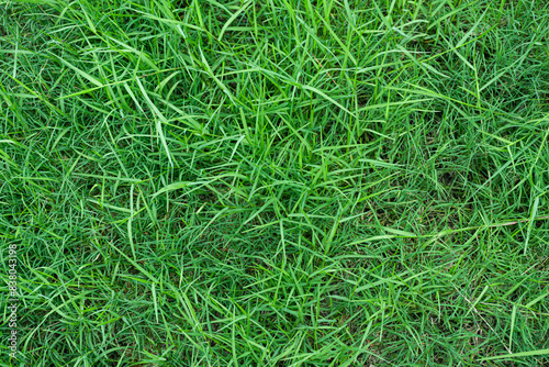 green grass texture background