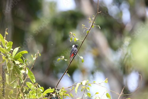 The lowland peltops or clicking shieldbill (Peltops blainvillii) is a species of bird in the family Artamidae. It is found in Indonesia and Papua New Guinea.  photo