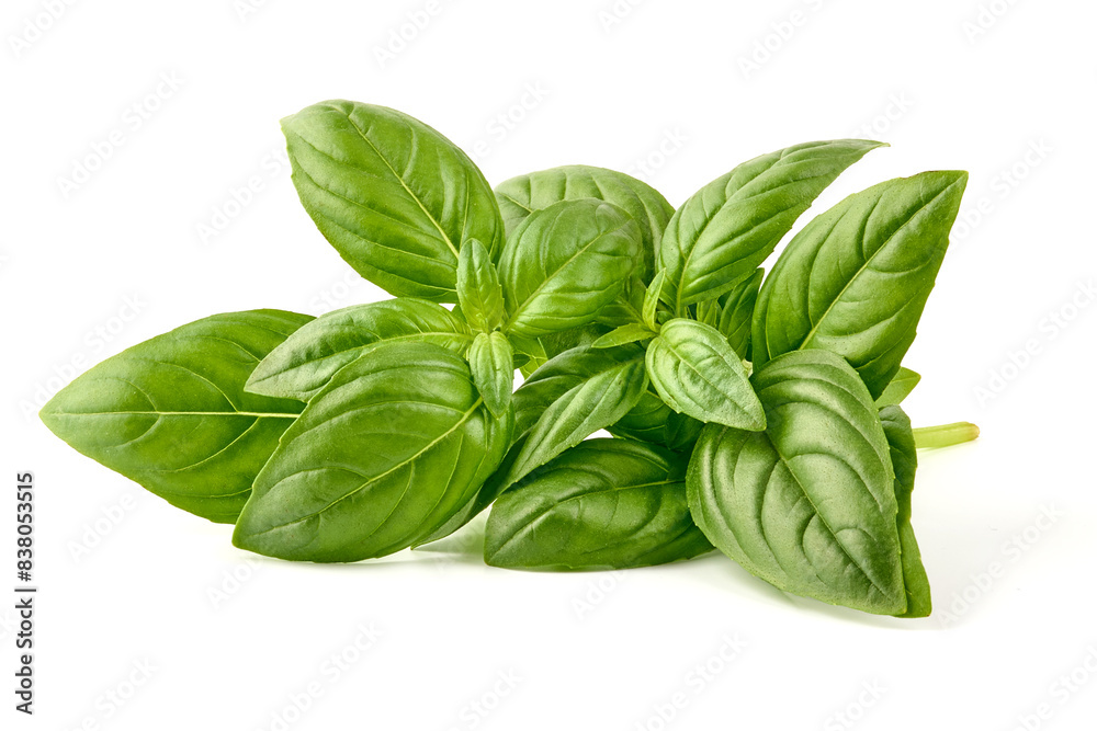 Fresh green Basil leaves, isolated on white background. Fresh green Basil leaves, isolated on white background.