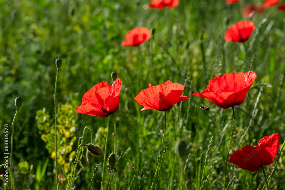 Field of poppy flowers papaver rhoeas in spring. Field of poppy flowers papaver rhoeas in spring.