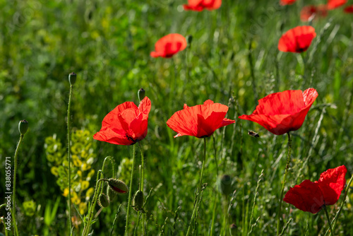 Field of poppy flowers papaver rhoeas in spring.