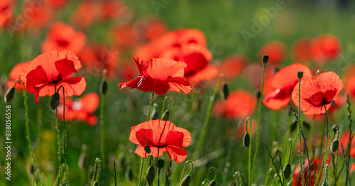 Field of poppy flowers papaver rhoeas in spring.