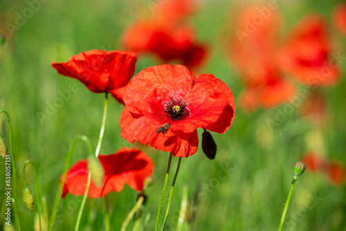 Field of poppy flowers papaver rhoeas in spring.