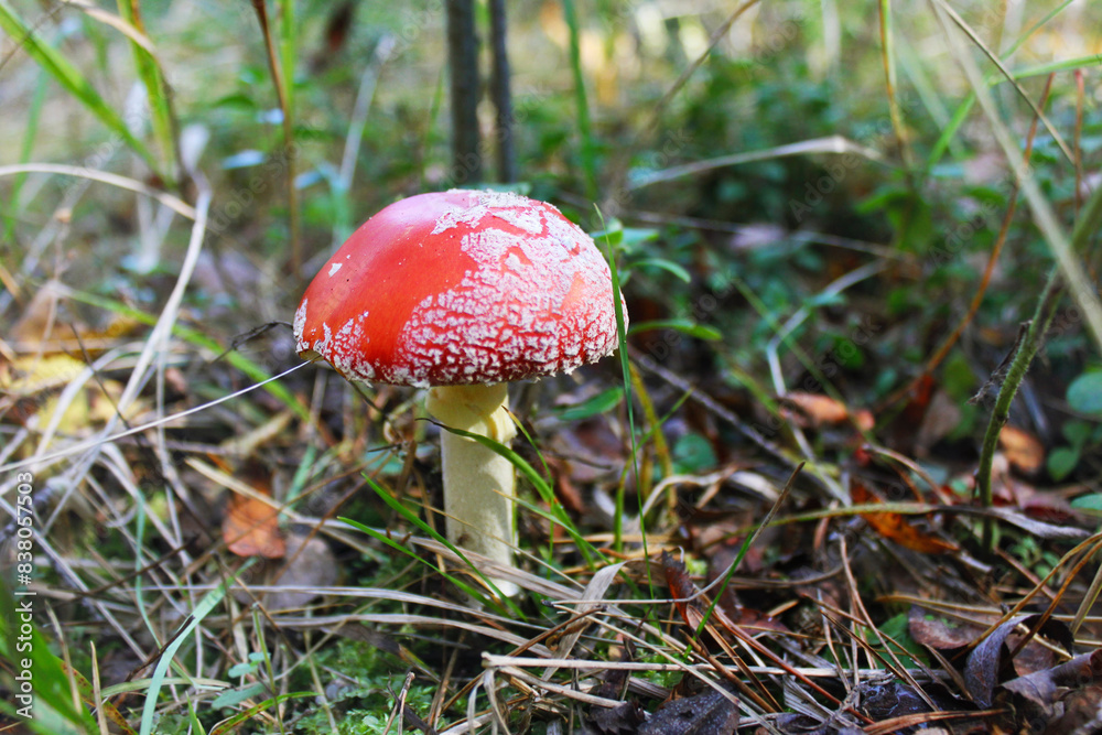 Mushroom fly agaric close-up on a forest clearing among the branches and grass. Mushroom fly agaric close-up on a forest clearing among the branches and grass.