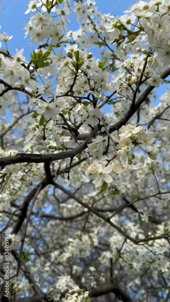 Vertical 4K video. Sunny summer day in park in Georgian city of Tbilisi. Branch of blooming apple tree. White small almond tree flower. Spring cherry blossom season. Concept of nature, garden, bloom Vertical 4K video. Sunny summer day in park in Georgian city of Tbilisi. Branch of blooming apple tree. White small almond tree flower. Spring cherry blossom season. Concept of nature, garden, bloom