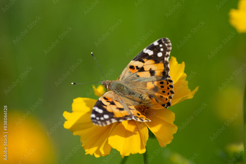 A beautiful motley butterfly sits on a yellow flower. Insects of Ukraine. Close up. A beautiful motley butterfly sits on a yellow flower. Insects of Ukraine. Close up.