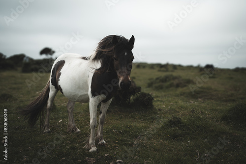 Dartmoor Pony