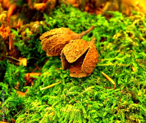 leaf on the ground