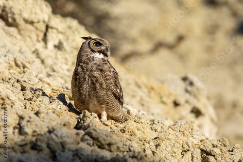 Great Horned Owl, Bubo virginianus nacurutu, Peninsula Valdes, Patagonia, Argentina. photo