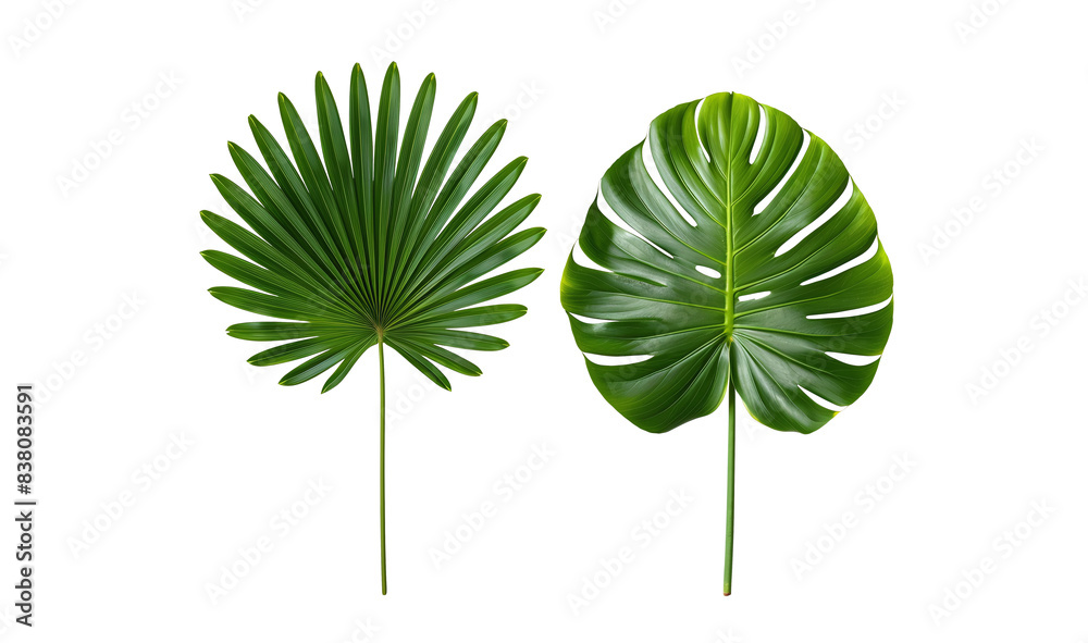 Set of fan palm leaves, isolated on transparent background. PNG Set of fan palm leaves, isolated on transparent background. PNG