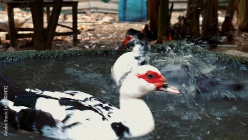 Ducks Mating on water in duck farm, father and mother ducks hybridize ,Natural sustainable breeding photo