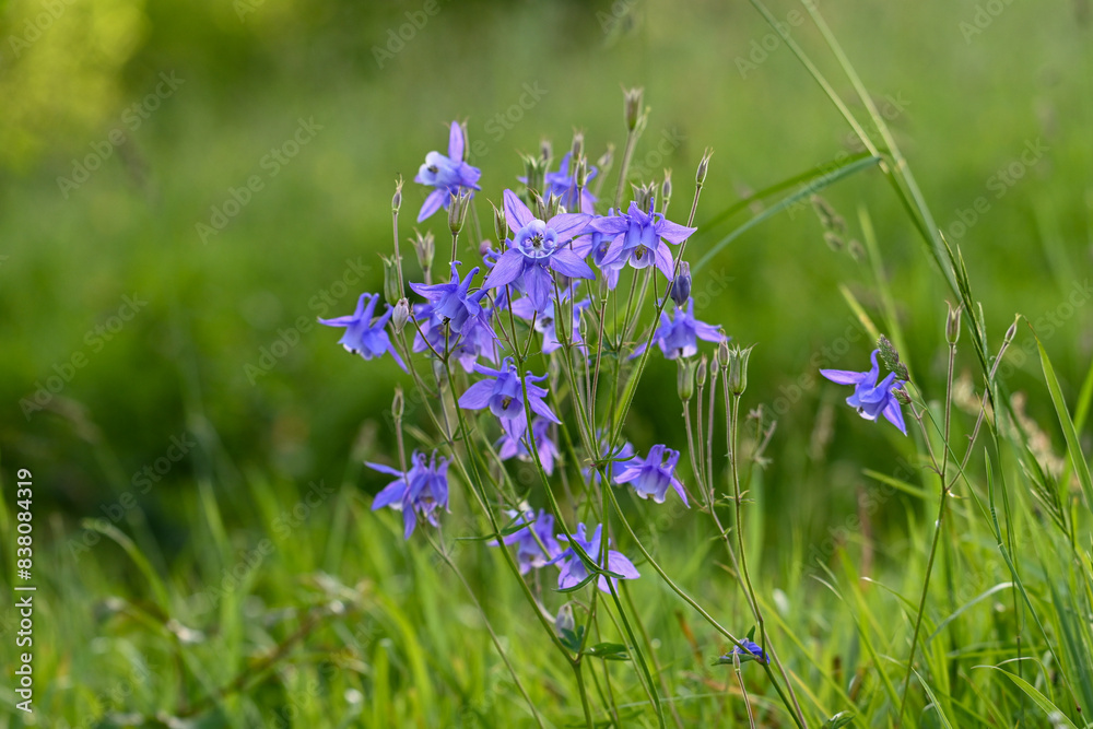 Ταπετσαρία Flowers and leaves among grass near a lush green field