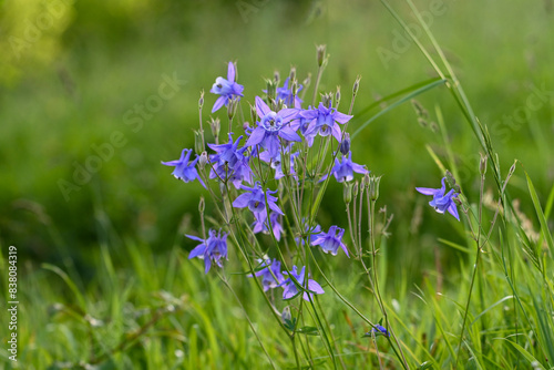 Photography Flowers and leaves among grass near a lush green field