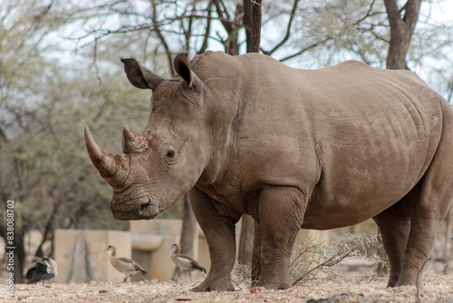 Wild african animals. Portrait of a male bull white Rhino grazing in Etosha National park