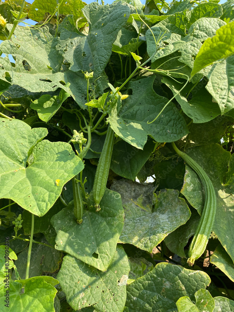 Fototapeta premium fresh Luffa aegyptiaca plant in nature garden