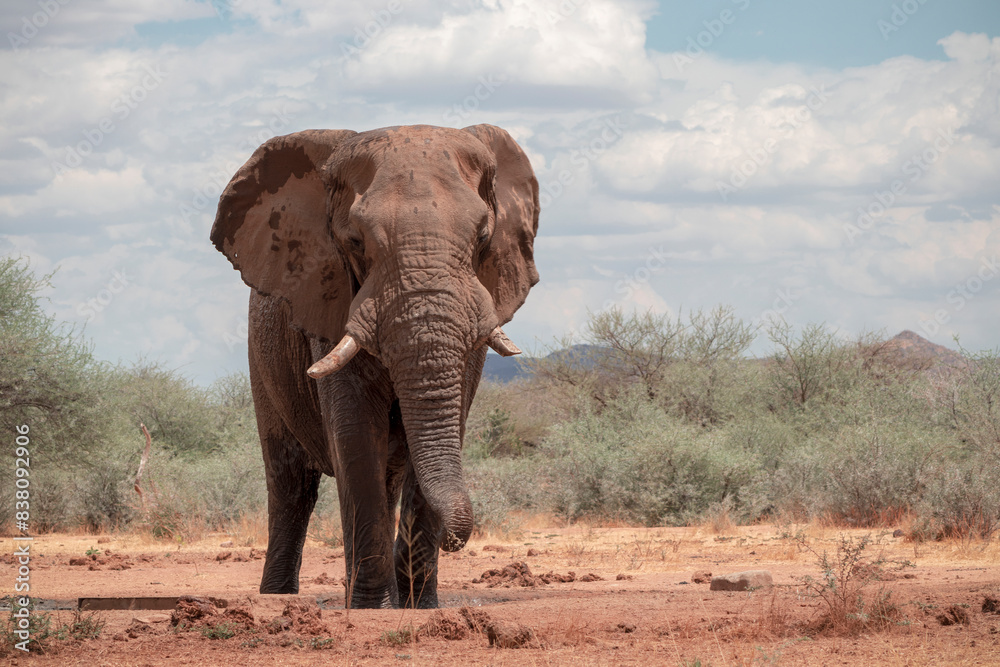 Obraz premium Wild african animal. Close up of the African Bush Elephant in the grassland on a sunny day.