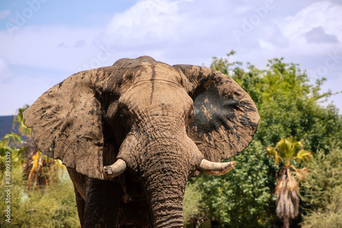 Wild african animal. Close up of the African Bush Elephant in the grassland on a sunny day.