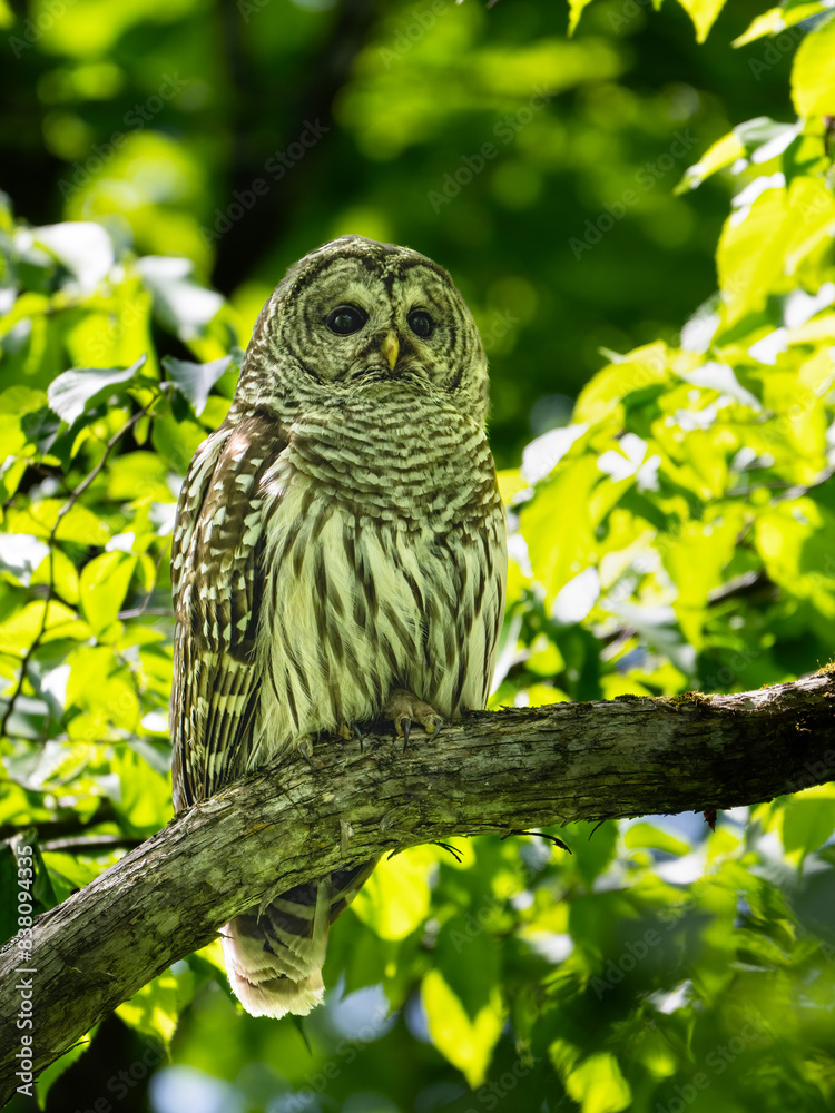 Fototapeta premium Barred Owl closeup portrait against green leaves in Spring