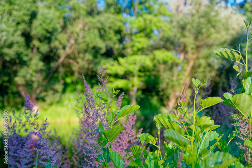 Purple flowering grasses in the evening sunlight on the shore of a pond.