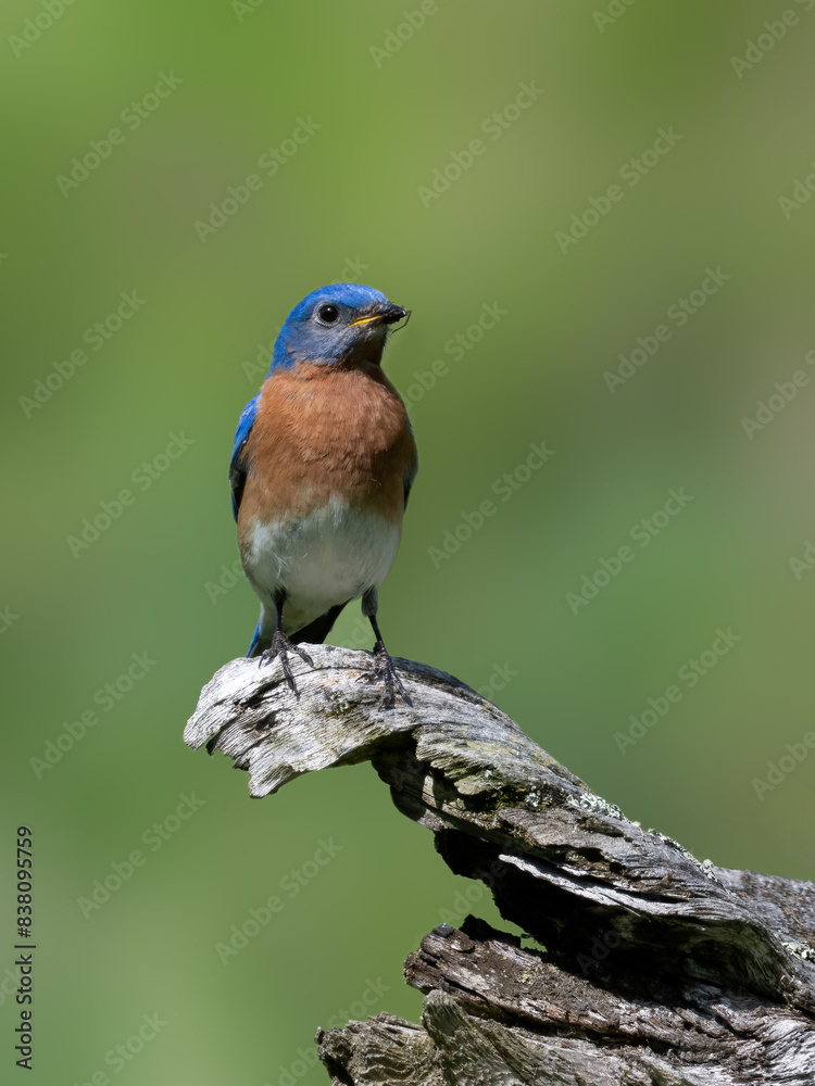 Fototapeta premium Male Eastern Bluebird on snag on green background