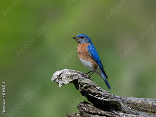 Male Eastern Bluebird on snag on green background