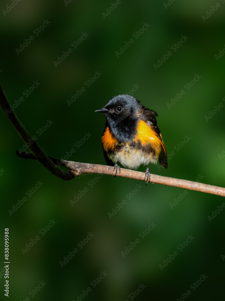 Male American Redstart Warbler on tree branch on green background Male American Redstart Warbler on tree branch on green background