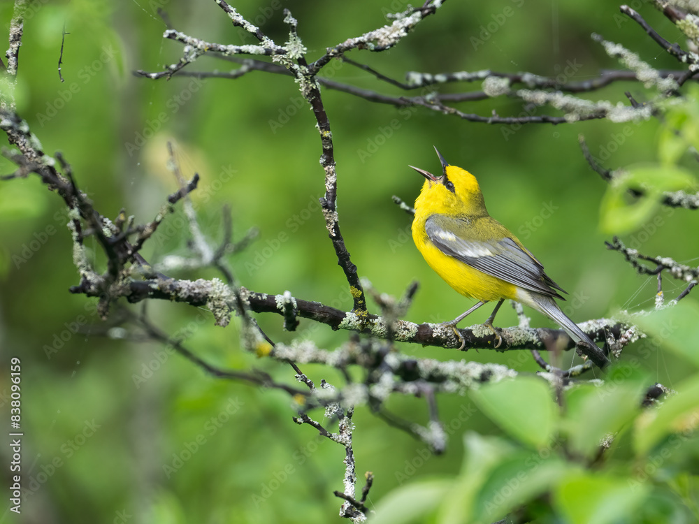 Blue-winged Warbler singing on tree branch in Spring Blue-winged Warbler singing on tree branch in Spring