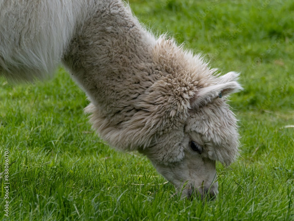 Obraz premium Alpaca on farm, Alpaca grazes on the territory Inca prehistoric ruins in Chucuito near Puno, Titicaca lake area. Peru