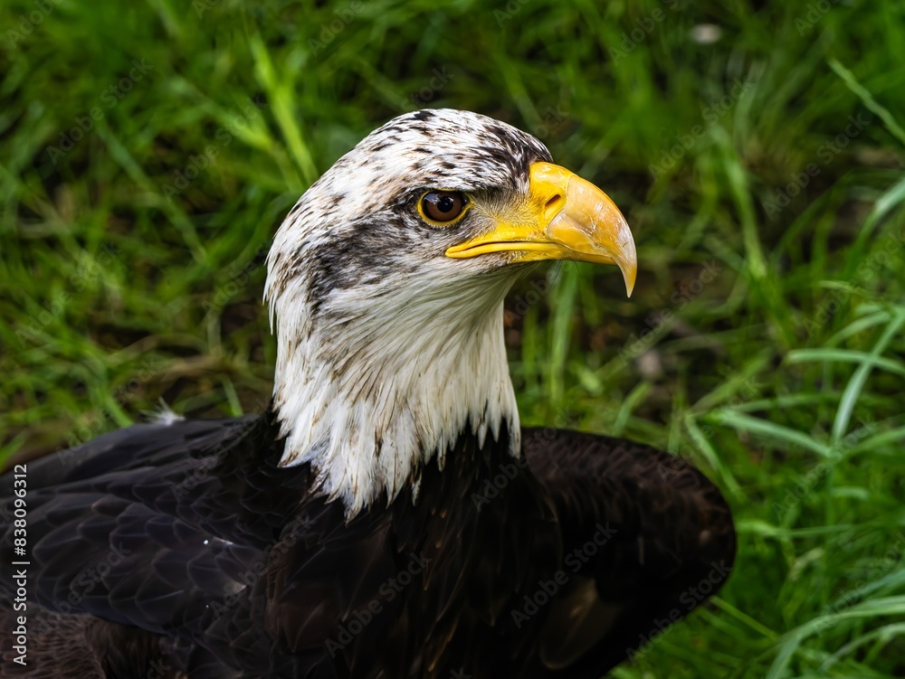 Obraz premium American bald eagle portrait. close-up view, its intricate feathers and distinctive yellow beak showcased against a softly blurred natural backdrop, evoking a sense of wild beauty.