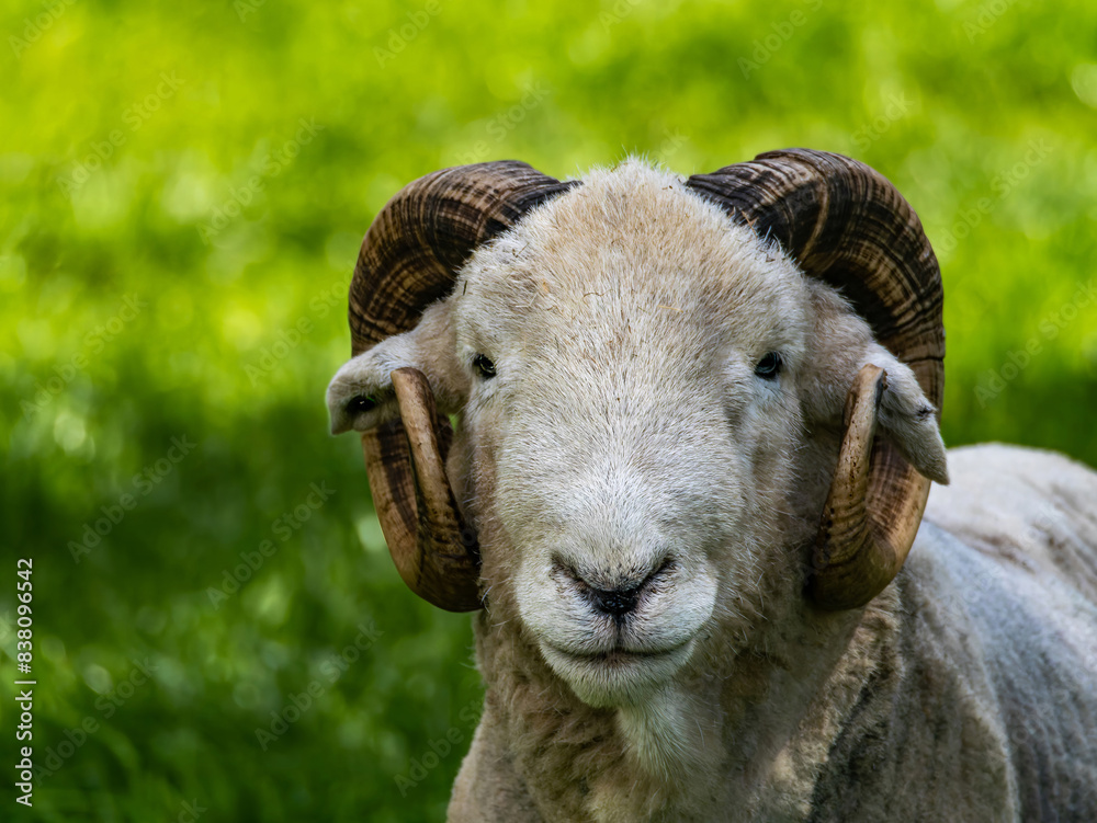 Fototapeta premium Wooly White Ram Sheep Laying Down in a Field. A majestic ram with large horns stands tall
