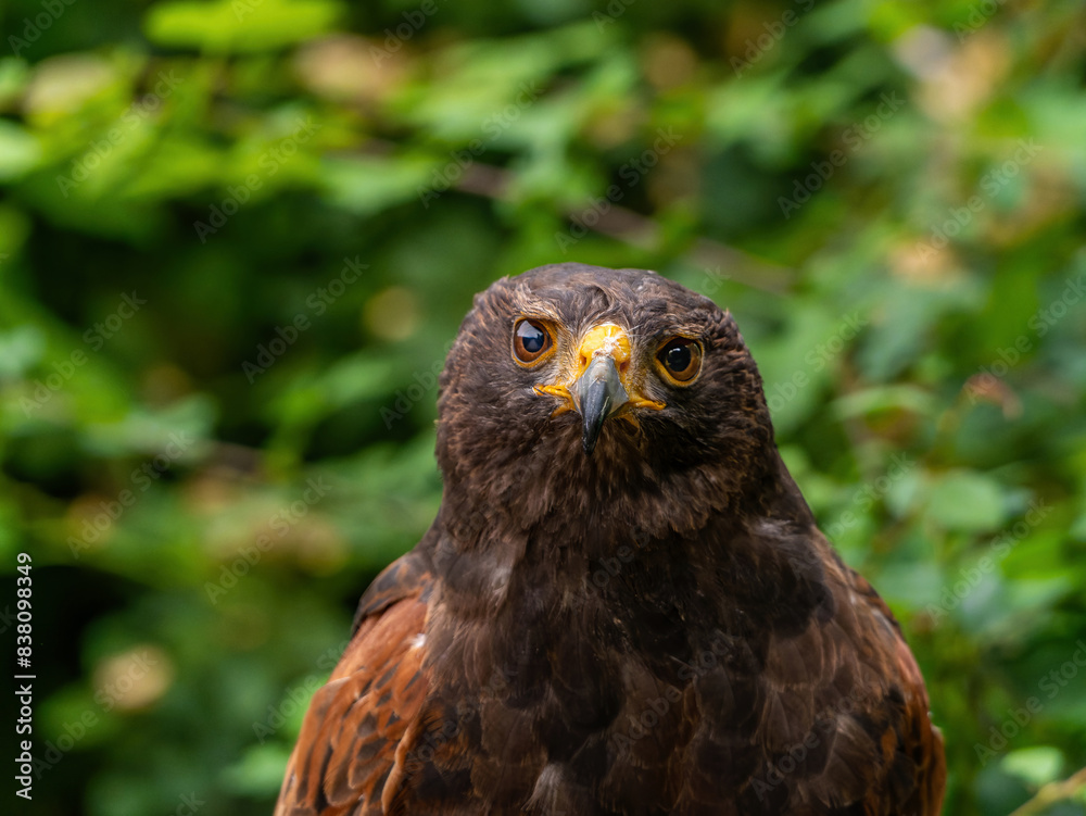 Close up of a Parabuteo unicinctus Harris's Hawk. Golden Eagle - Aquila chrysaetos, flying over grassy area Close up of a Parabuteo unicinctus Harris's Hawk. Golden Eagle - Aquila chrysaetos, flying over grassy area