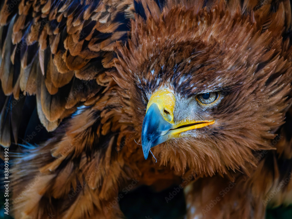 Fototapeta premium Portrait of a majestic Golden Eagle Aquila chrysalis. Majestic hawk icon, with its sharp profile and intense gaze, symbolizing vision, focus, and determination.