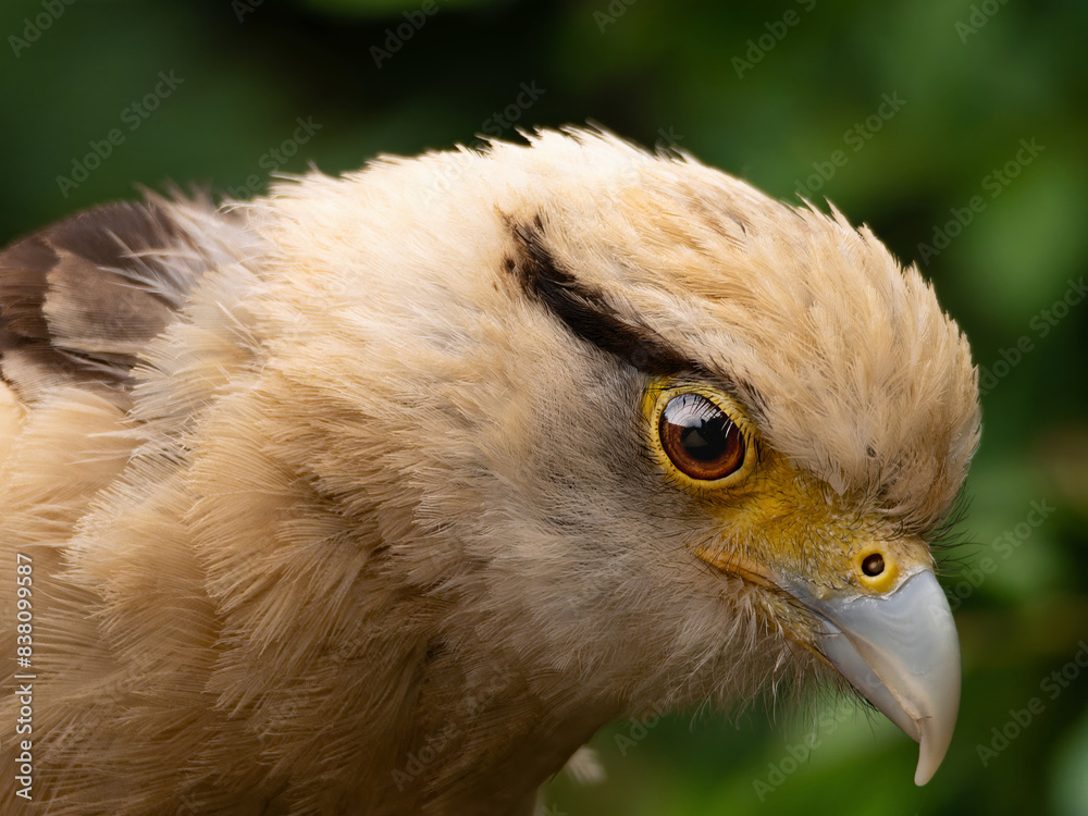 Fototapeta premium Striated Caracara, Yellow headed caracara sitti