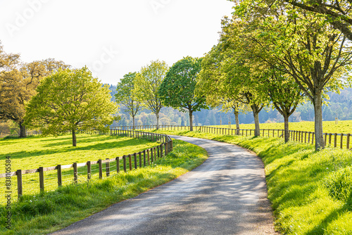 Fotografie Grass verges, post & rail fences and standard trees beside a country lane in eve
