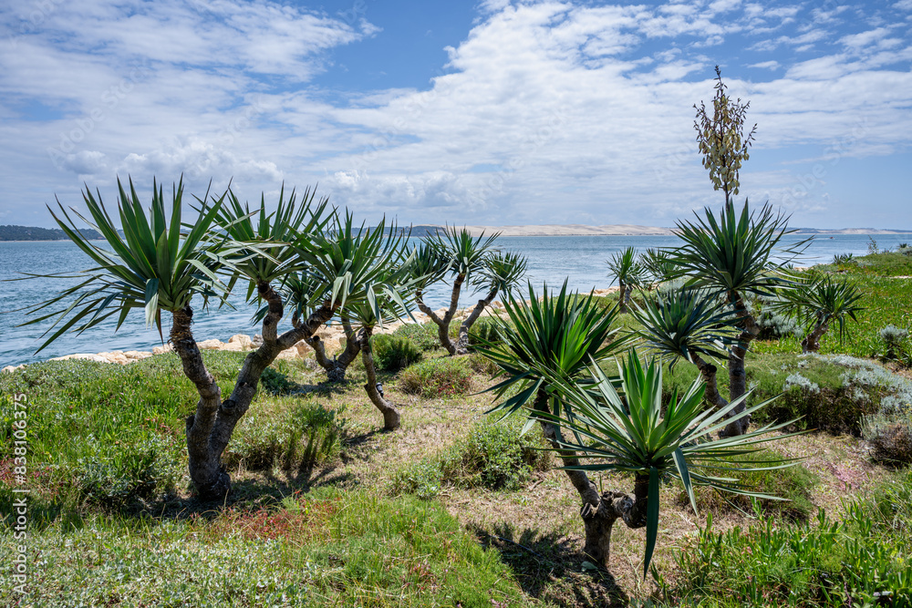 CAP FERRET (bassin d'Arcachon, France). Yuccas des dunes en face de la dune du Pilat CAP FERRET (bassin d'Arcachon, France). Yuccas des dunes en face de la dune du Pilat