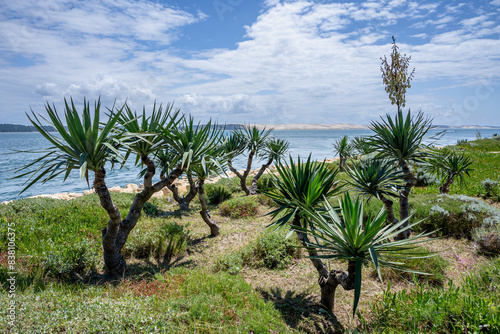 Wallpaper Mural CAP FERRET (bassin d'Arcachon, France). Yuccas des dunes en face de la dune du Pilat Torontodigital.ca