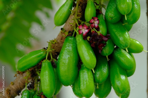 Averrhoa bilimbi is a type of starfruit that has a sour taste and is used for cooking dishes. This fruit is spread in Indonesia and Southeast Asia. Starfruit. green color and lush fruit. belimbing. photo