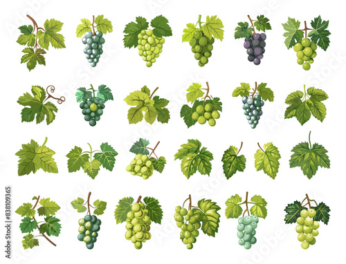 Cartoon Grape Leaves and Branches. Set of Playful Illustrations. Depicting Various Grapevine Foliage Twigs. Simple Cartoon Style Icons on White Background. Vineyard, Winery, Grape Harvest Theme