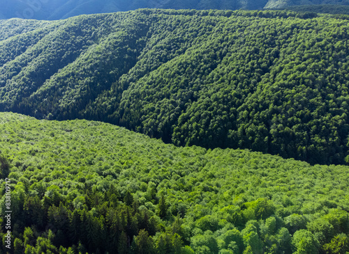 Hills and valleys covered with green forest seen from above