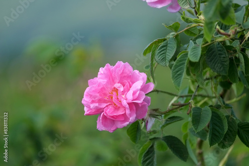 Rosa damascena. Damask rose. Oil-bearing rose. Bulgarian rose oil.	