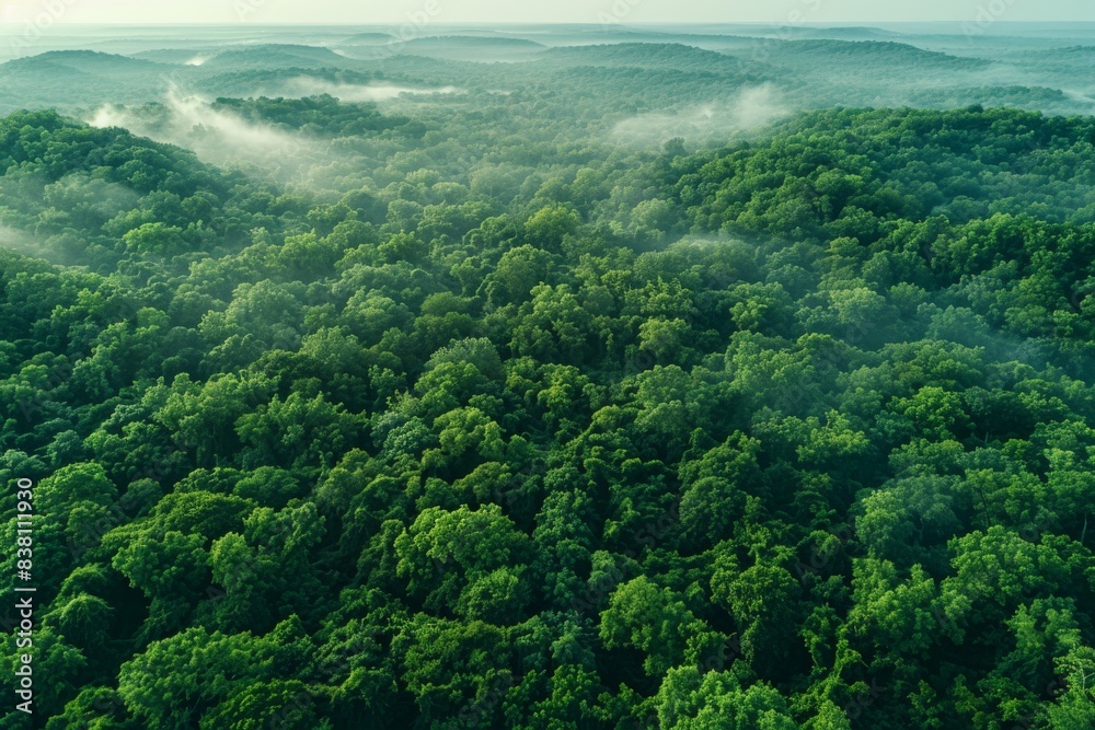 Obraz premium Aerial View of Lush Green Forest With Morning Mist