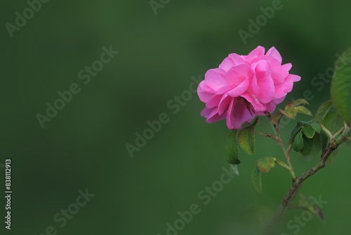 Rosa damascena. Damask rose. Oil-bearing rose. Bulgarian rose oil.	