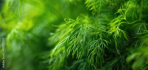 close up of dill fronds  focus on the feathery texture  tangy and fresh theme  dynamic  Fusion  seafood market backdrop