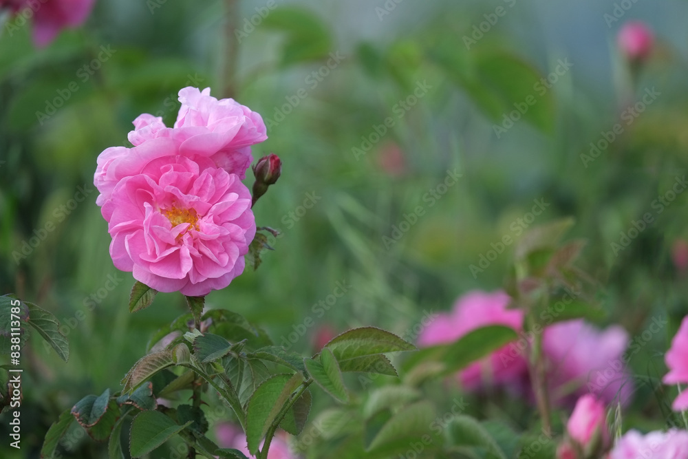 Rosa damascena. Damask rose. Oil-bearing rose. Bulgarian rose oil.	