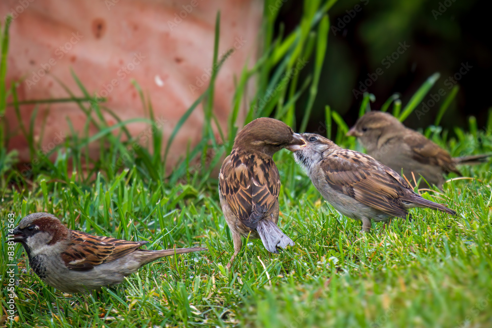 a sparrow mother feeds her young a sparrow mother feeds her young