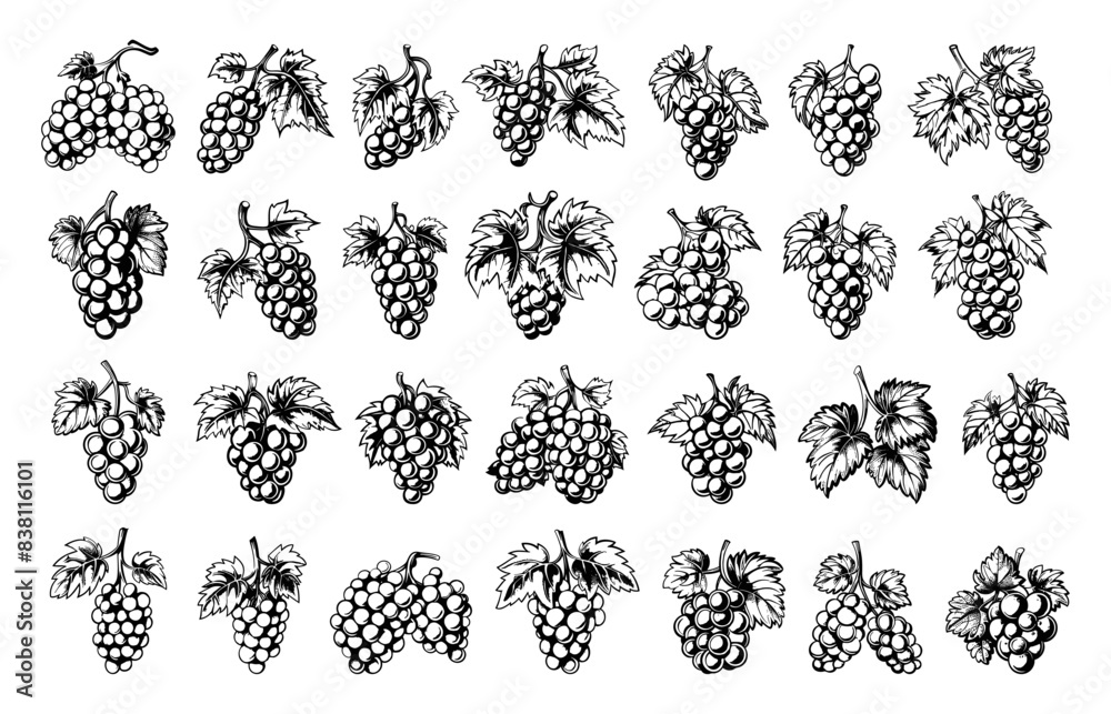 Doodle Style Branches and Bunches of Grapes Icons Set. Hand Drawn Simple Black Icons on White Background. Sketch Illustrations of Grapevine Vineyard Fruits Wine Making Ingredients