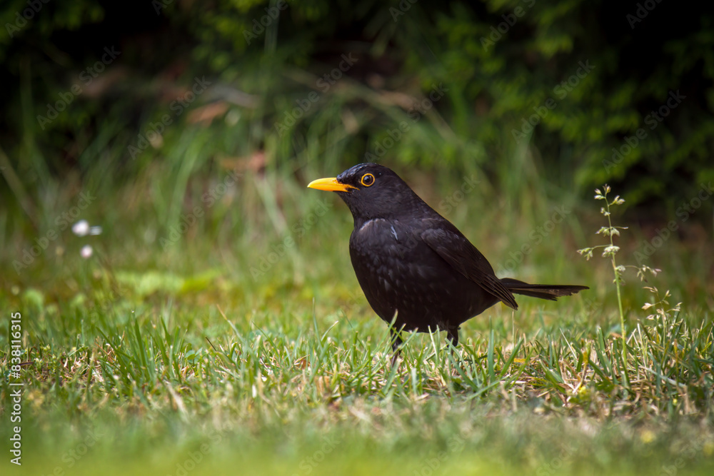 a blackbird , turdus merula, on the green lawn is looking for food a blackbird , turdus merula, on the green lawn is looking for food